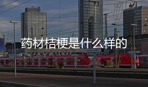 的么样药材是什桔梗